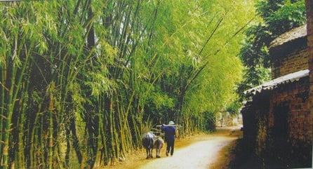 Người Việt và mây tre: Mối duyên ngàn năm chưa dứt